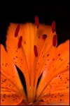 DigitalScape Photography Images